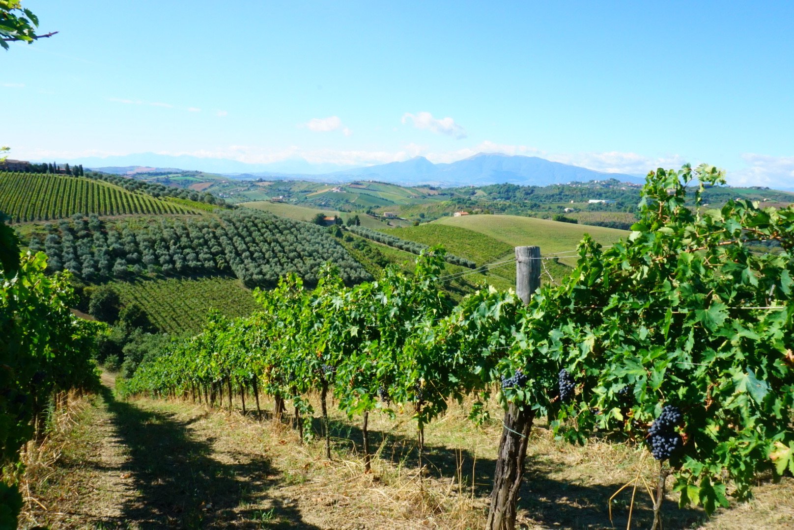 What You Need To Know About Ciu Ciu - Vyne