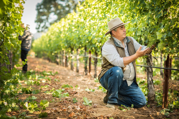 G U I L D S O M M E : Introduction To Winemaking - Vyne