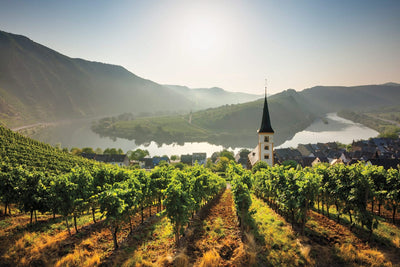 Why Riesling Is Wine’s Most Misunderstood Grape - Vyne