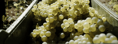 All Things Riesling - Vyne