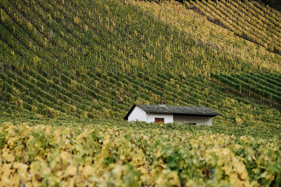 Barolo | Vyne