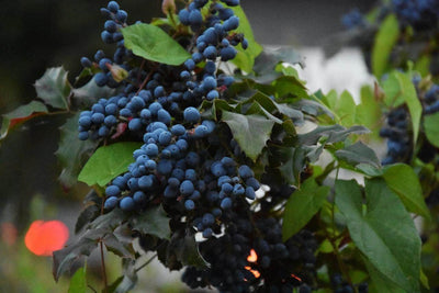 Malbec | VYNE