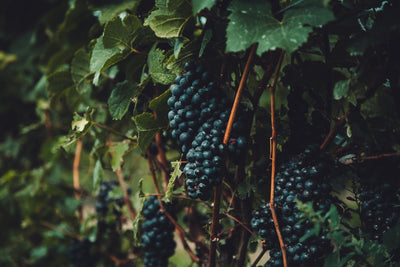 Pinot Noir | Vyne
