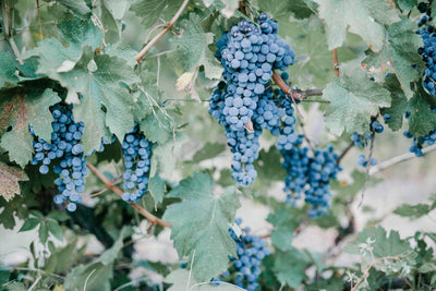 Sangiovese | VYNE